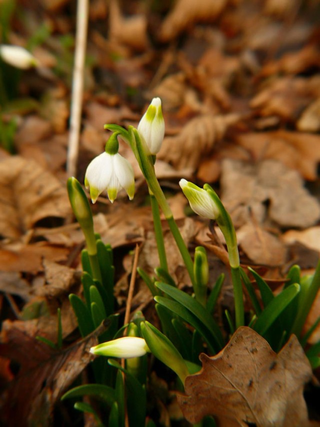 Śnieżyca wiosenna Leucojum vernum ssp. vernum