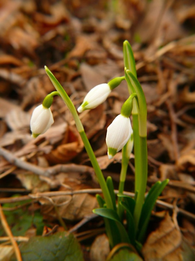 Śnieżyca wiosenna Leucojum vernum ssp. vernum