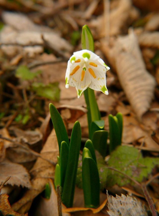 Śnieżyca wiosenna Leucojum vernum ssp. vernum