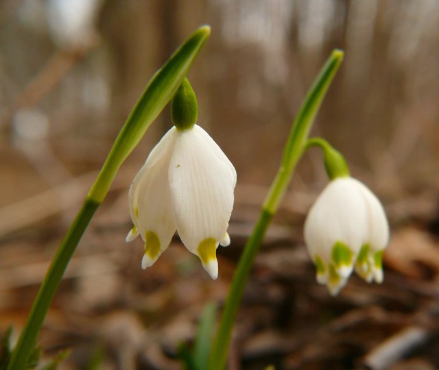 Śnieżyca wiosenna Leucojum vernum ssp. vernum