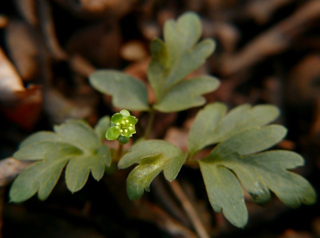 Piżmaczek wiosenny Adoxa moschatellina