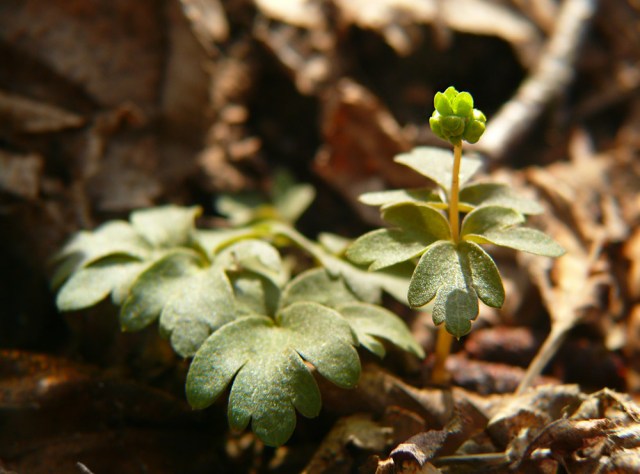 Piżmaczek wiosenny Adoxa moschatellina