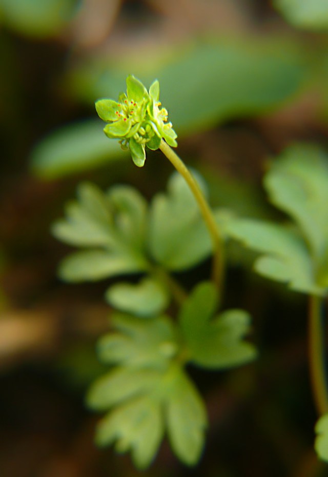 Piżmaczek wiosenny Adoxa moschatellina