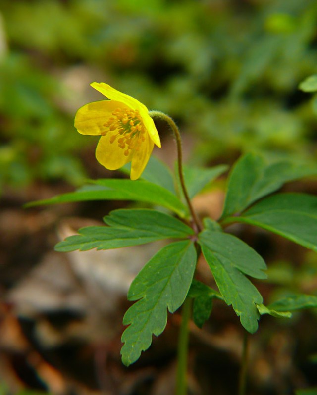 Zawilec żółty Anemone ranunculoides