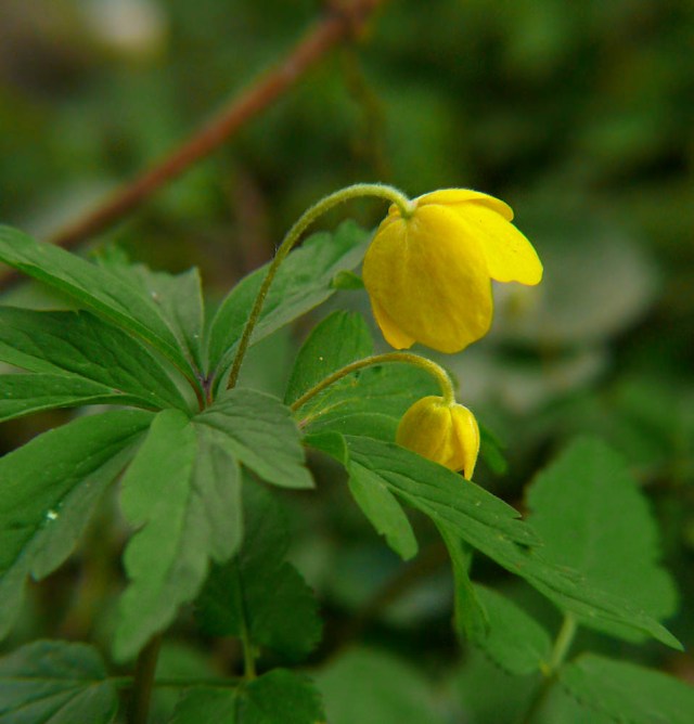 Zawilec żółty Anemone ranunculoides