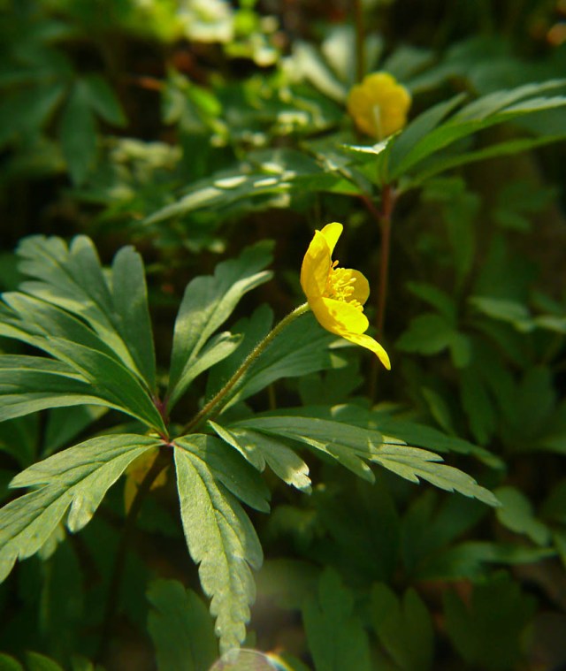 Zawilec żółty Anemone ranunculoides