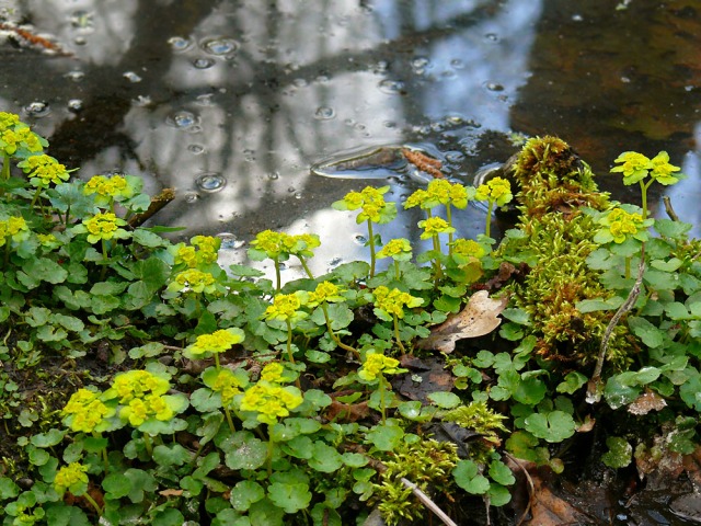 Śledziennica skrętolistna Chrysosplenium alternifolium