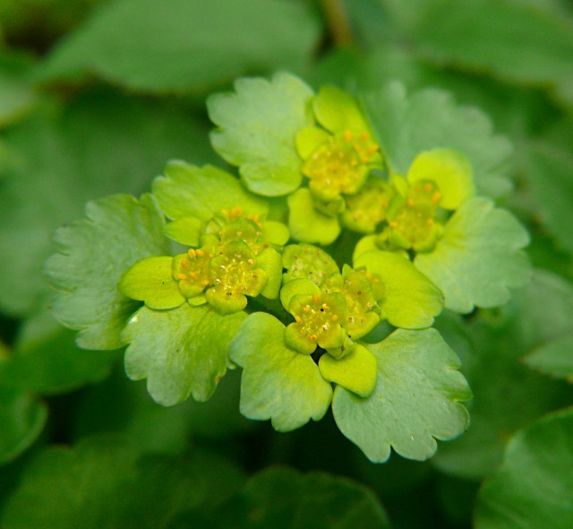 Śledziennica skrętolistna Chrysosplenium alternifolium