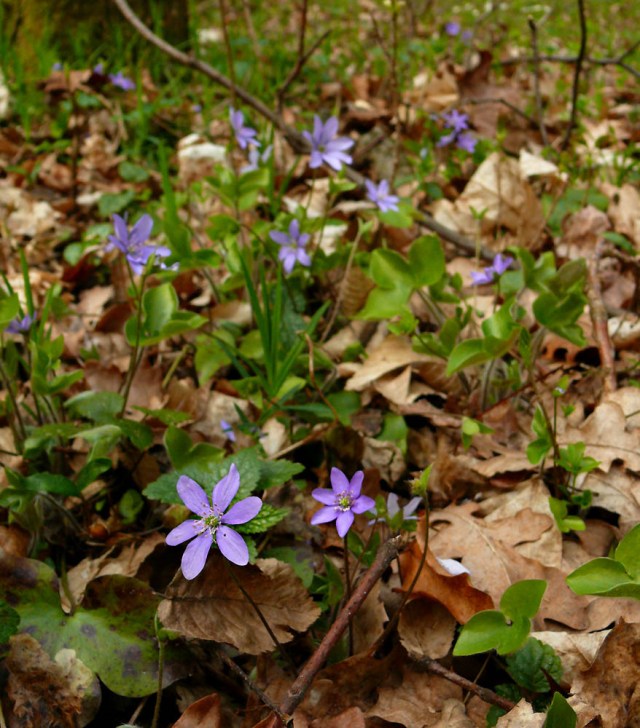 Przylaszczka pospolita Hepatica nobilis