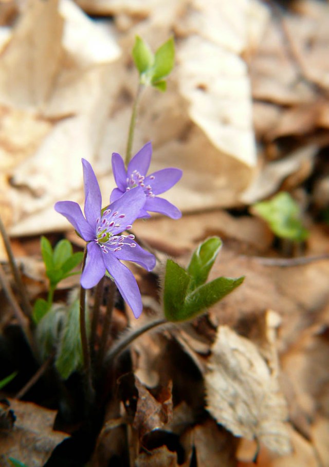 Przylaszczka pospolita Hepatica nobilis