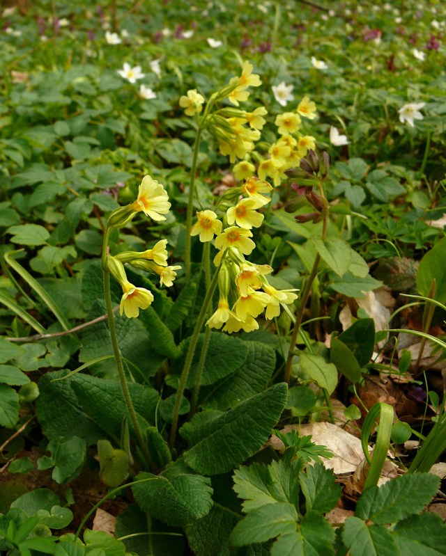 Pierwiosnek wyniosły Primula elatior