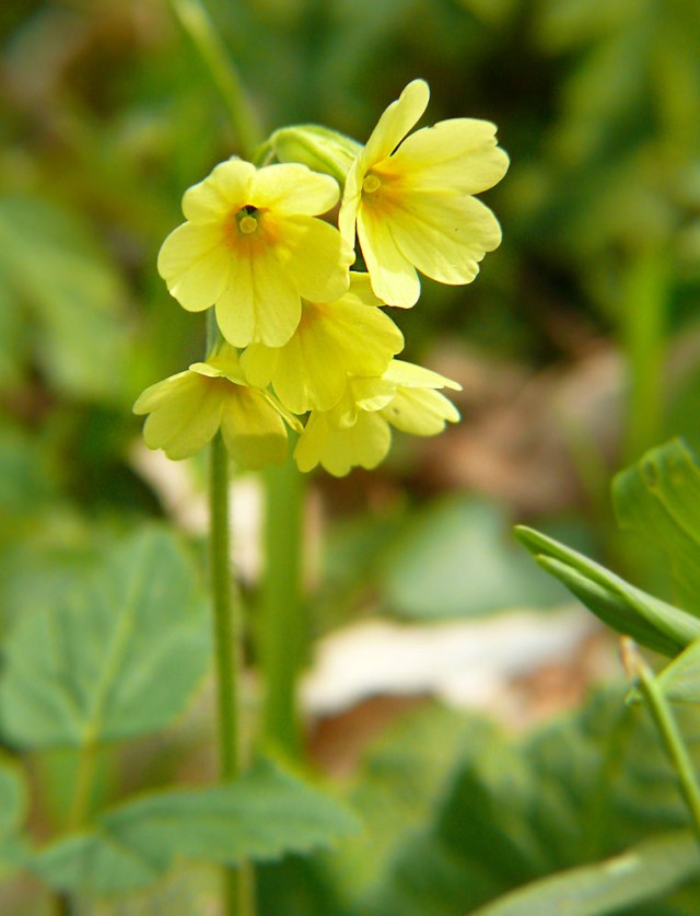 Pierwiosnek wyniosły Primula elatior