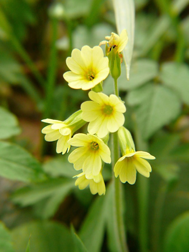 Pierwiosnek wyniosły Primula elatior