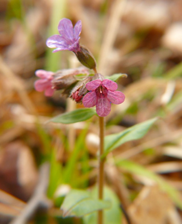 Miodunka ćma Pulmonaria obscura