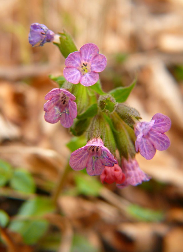 Miodunka ćma Pulmonaria obscura