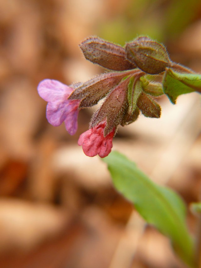 Miodunka ćma Pulmonaria obscura