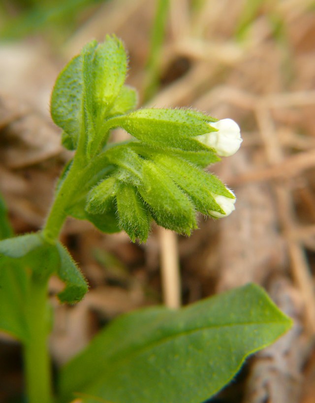Miodunka ćma Pulmonaria obscura
