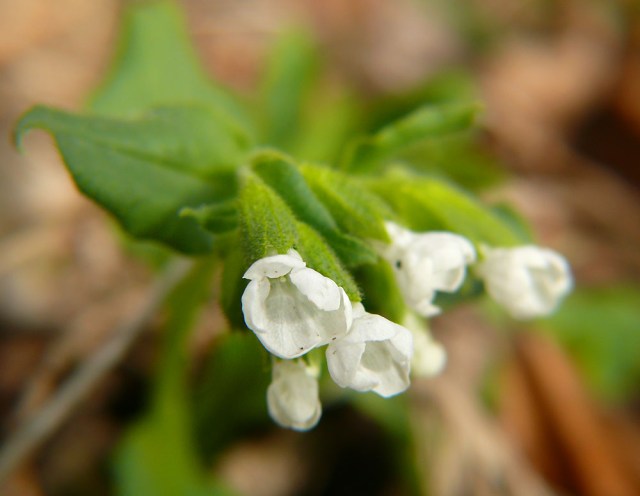 Miodunka ćma Pulmonaria obscura
