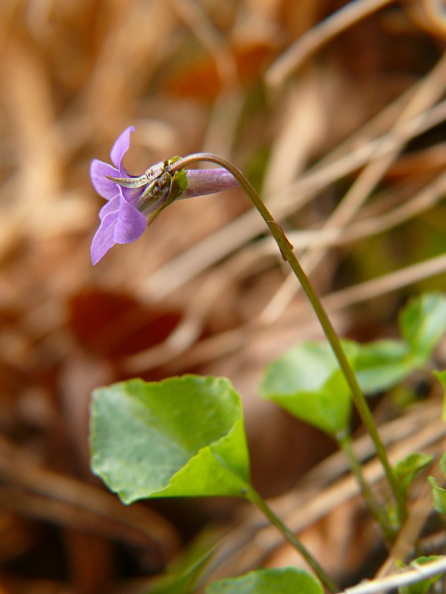 Fiołek leśny Viola reichenbachiana