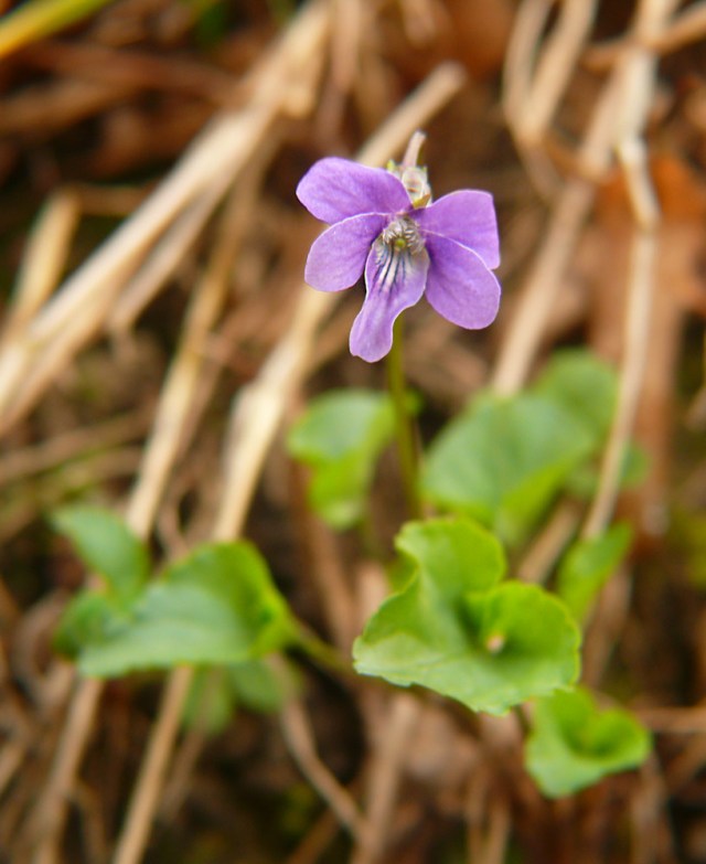 Fiołek leśny Viola reichenbachiana