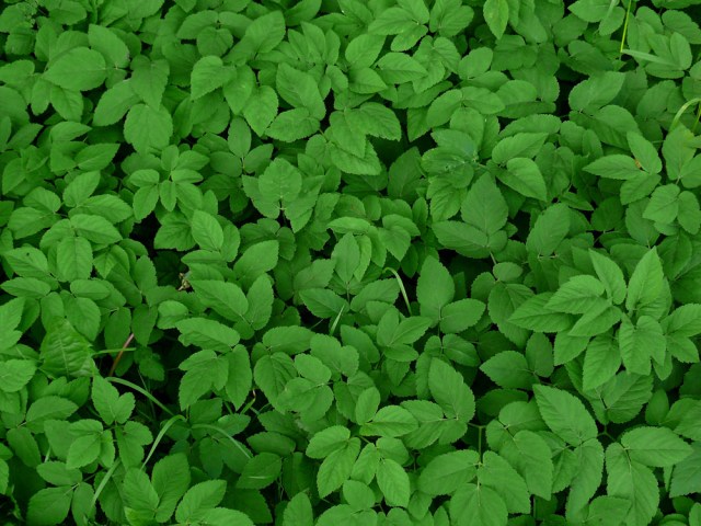 podagrycznik pospolity Aegopodium podagraria