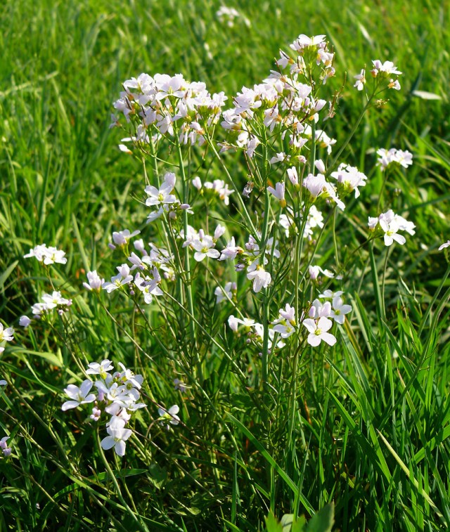 Rzeżucha łąkowa Cardamine pratensis