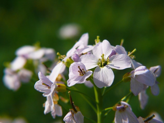 Rzeżucha łąkowa Cardamine pratensis
