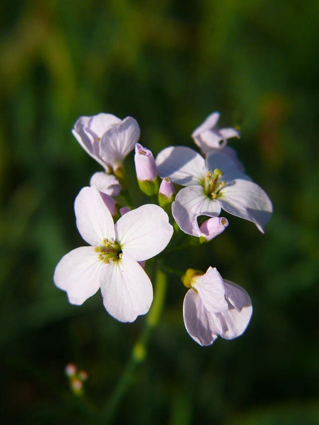 Rzeżucha łąkowa Cardamine pratensis