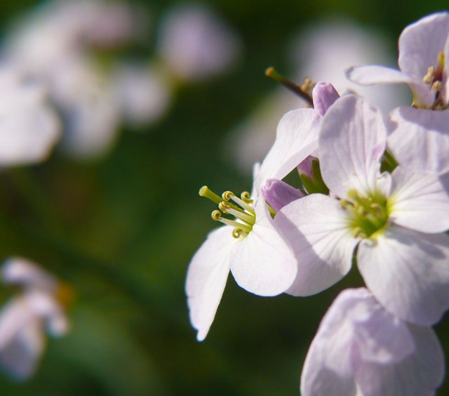 Rzeżucha łąkowa Cardamine pratensis