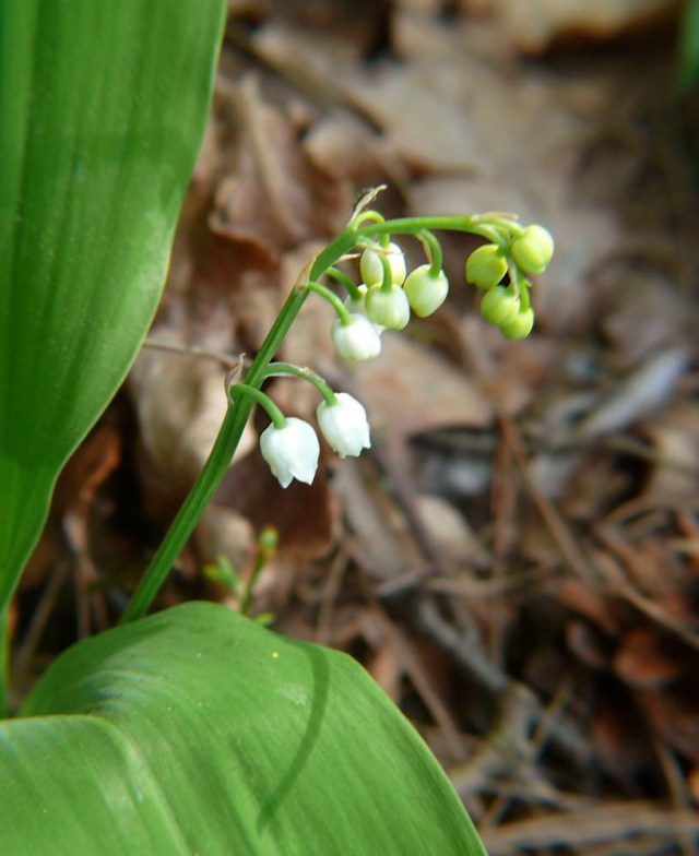 Konwalia majowa Convallaria majalis