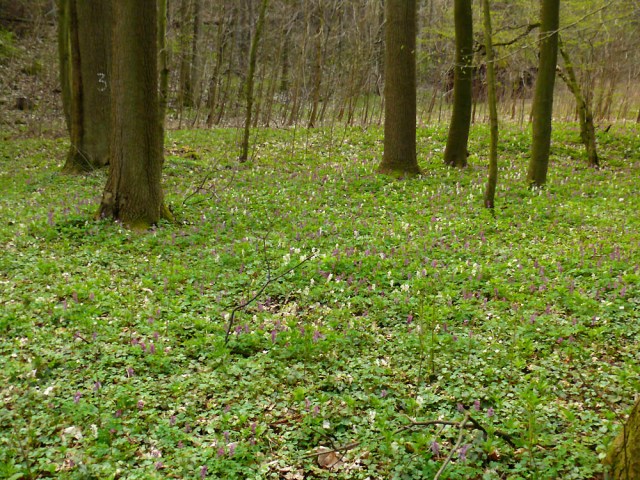 Kokorycz pusta Corydalis cava