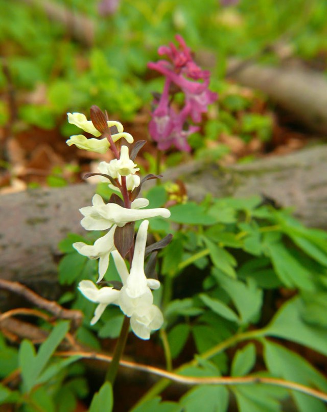 Kokorycz pusta Corydalis cava