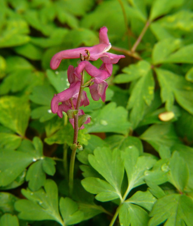 Kokorycz pusta Corydalis cava