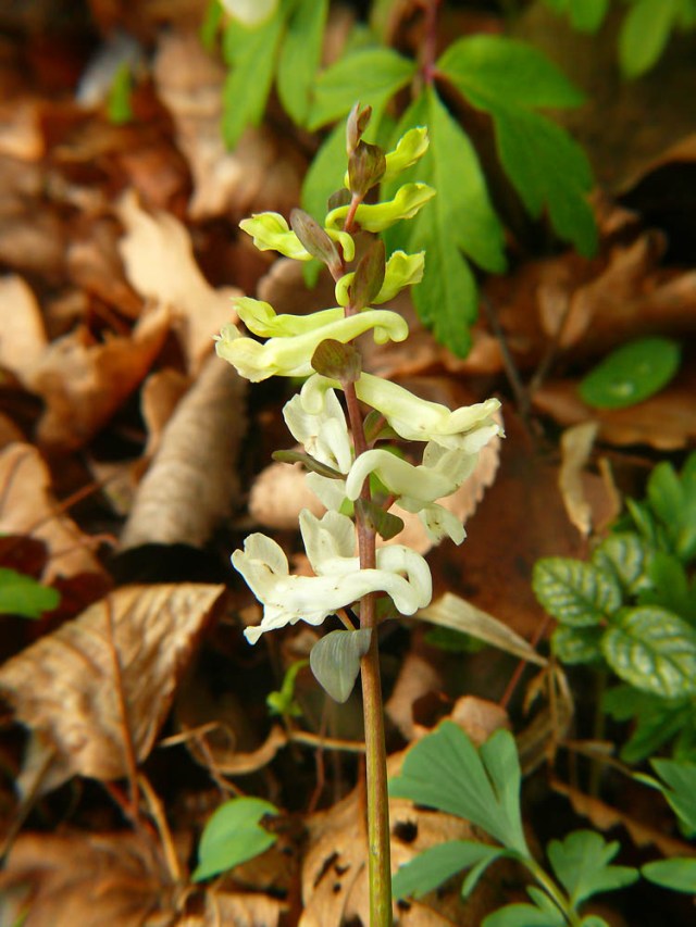 Kokorycz pusta Corydalis cava