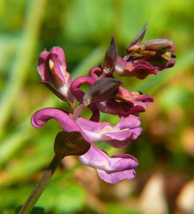 Kokorycz pusta Corydalis cava