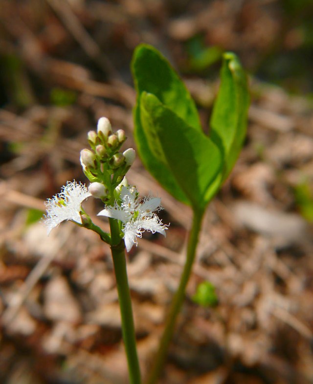 Bobrek trójlistkowy Menyanthes trifoliata