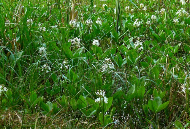 Bobrek trójlistkowy Menyanthes trifoliata