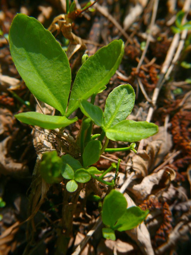 Bobrek trójlistkowy Menyanthes trifoliata