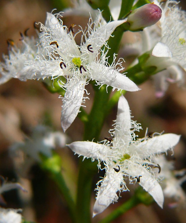 Bobrek trójlistkowy Menyanthes trifoliata