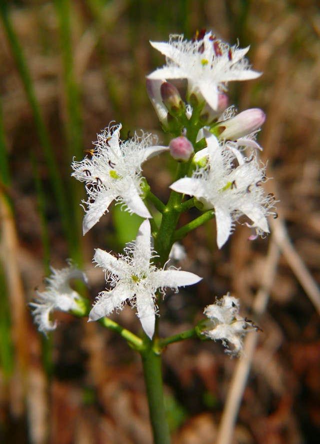 Bobrek trójlistkowy Menyanthes trifoliata