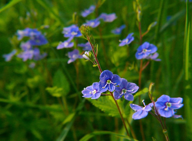 Przetacznik ożankowy Veronica chamedrys