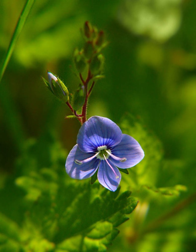 Przetacznik ożankowy Veronica chamedrys