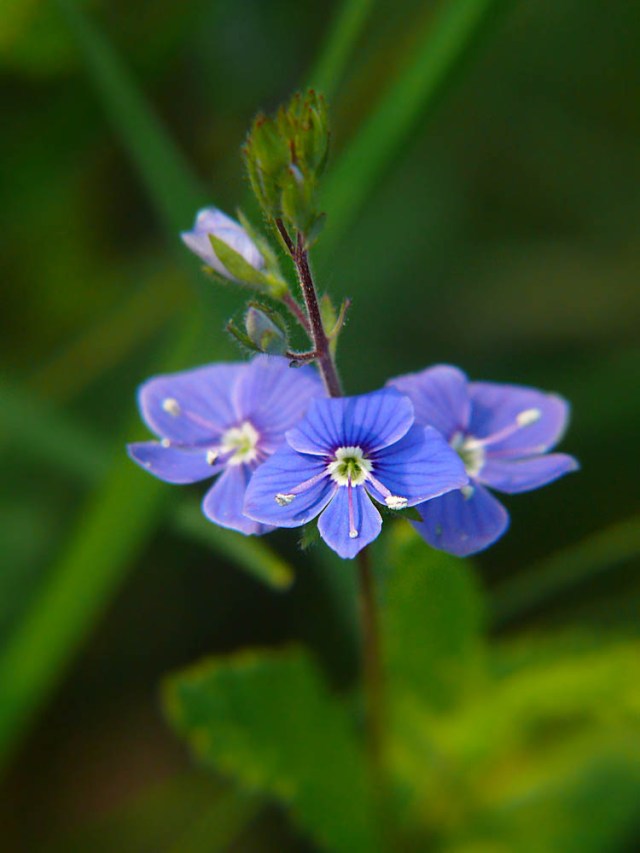 Przetacznik ożankowy Veronica chamedrys