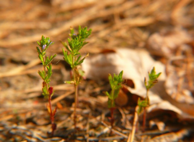 Przetacznik wiosenny Veronica verna
