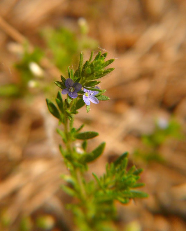 Przetacznik wiosenny Veronica verna