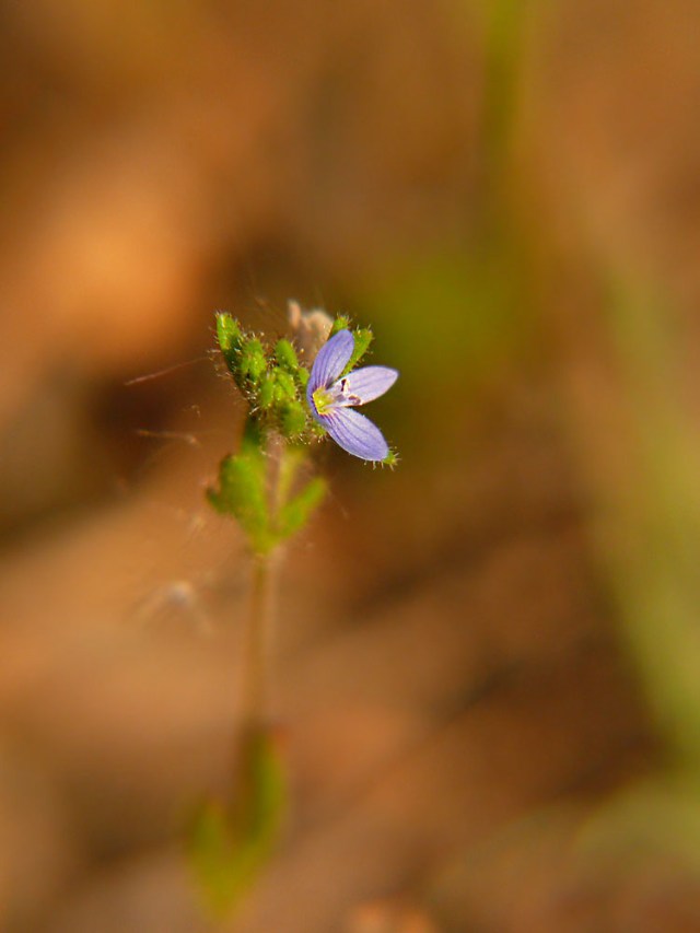 Przetacznik wiosenny Veronica verna