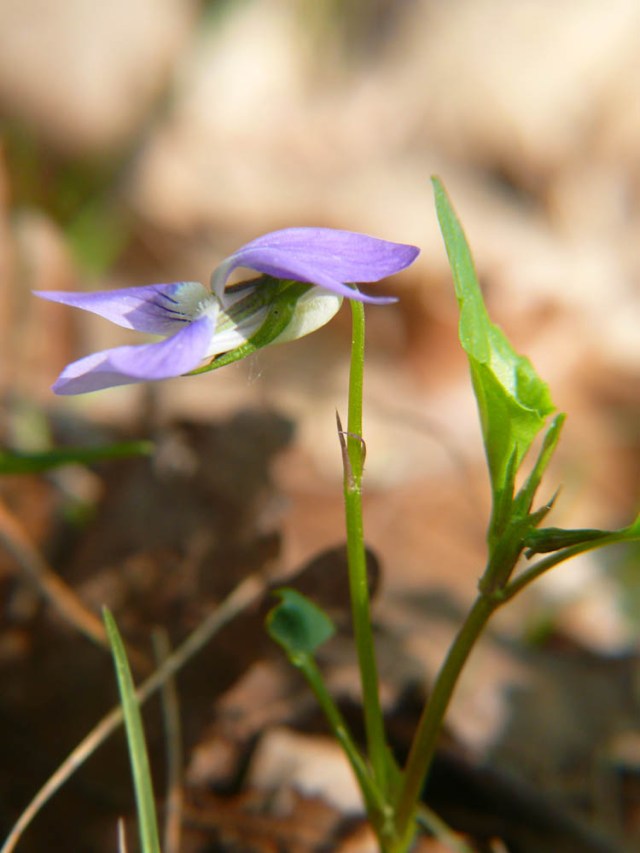 Fiołek Rivina Viola riviniana