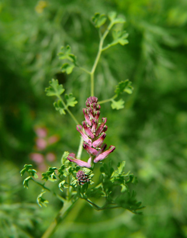 Dymnica lekarska Fumaria officinalis