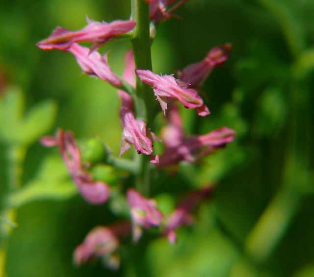 Dymnica lekarska Fumaria officinalis