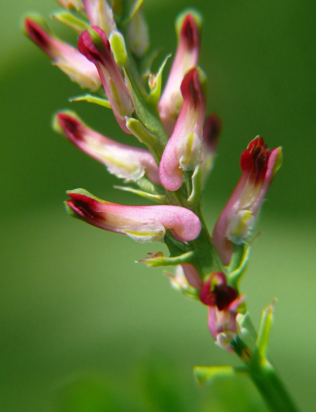 Dymnica lekarska Fumaria officinalis